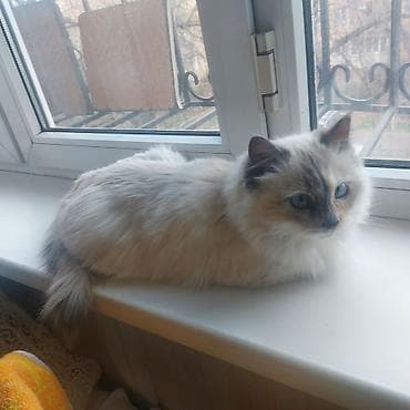 стоимость бенгальских кошек: Рэгдолл, 11 месяцев, Девочка, Приучена к лотку — 6