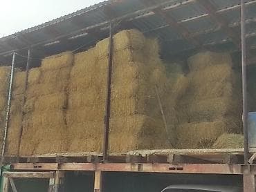 1-й и 3-й укос. Сокулук