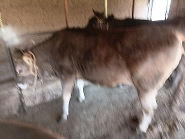 швиц уйлары: Продаю | Тёлка | Швицкая | На откорм | Привязанные — 4