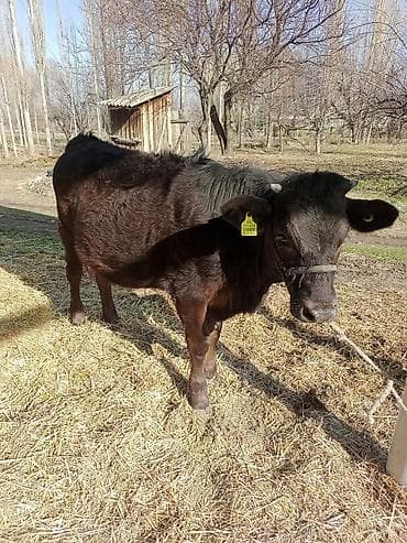 Ветеринар кызматы: Сатам | Кунаажын | Алатоолук | Көбөйтүү үчүн, Сүт алуу үчүн | Кысыр — 3