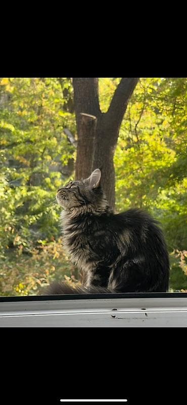 мейкун кошка: Мейн-кун, 1 год, Девочка, Приучена к лотку — 1