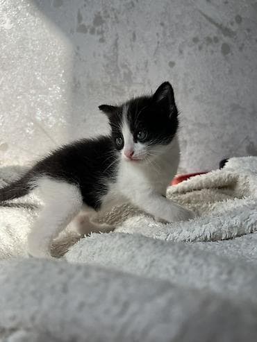 пушистая сиамская кошка: Котята от домашней кошки с яркой сиамской окраской и голубыми глазами — 9