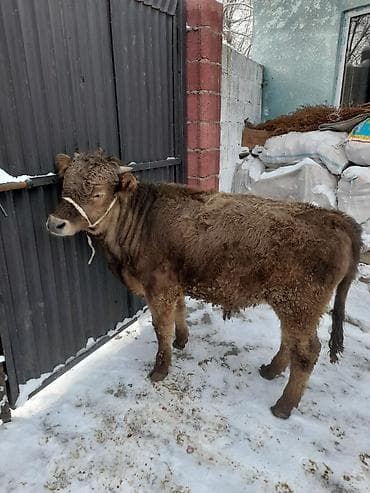 кошка сфинкс с шерстью: Продаю | Бык (самец) | Полукровка | На откорм | Привязанные — 6