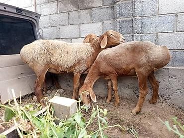 Продаю | Овца (самка) | Арашан | Для разведения | Ярка at lalafo.kg Продаю | Овца (самка) | Арашан | Для разведения | Ярка