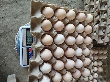 Продукты питания: Куриные яйца в лотках - Белые и кремовые, стандартный куриный размер — 4