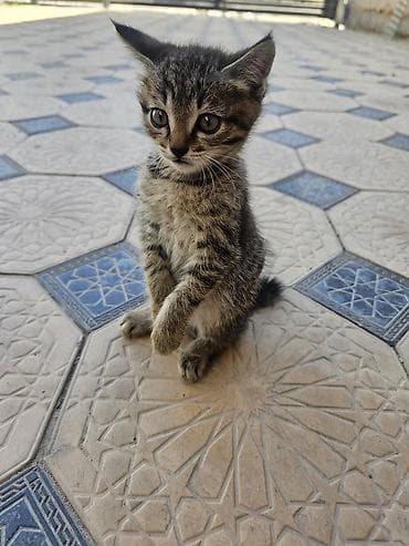 Мышыктар: Котёнок тигрового окраса - Полосатый короткошёрстный котёнок с мягкой — 3