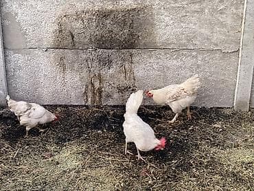 цыплята индоутки: Продаю | Куры | Несушки — 2