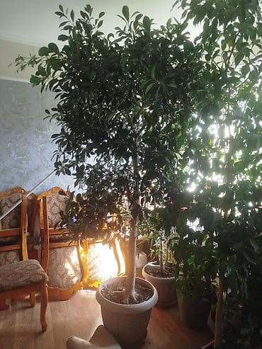 гүл койгуч: Комнатные растения,фикусыалоэ — 7