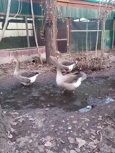 яйцо инкубационое: Продаю инкубационное яйцо гусей крупной серой Шадринской породы — 1