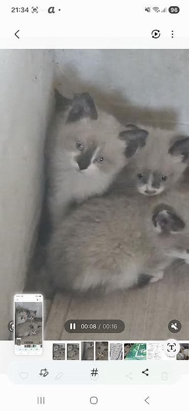 Отдам котят в хорошие руки. Звоните на номер + +