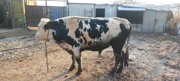 сколько стоит кролик домашний: Продаю | Бык (самец) | На откорм | Племенные — 1