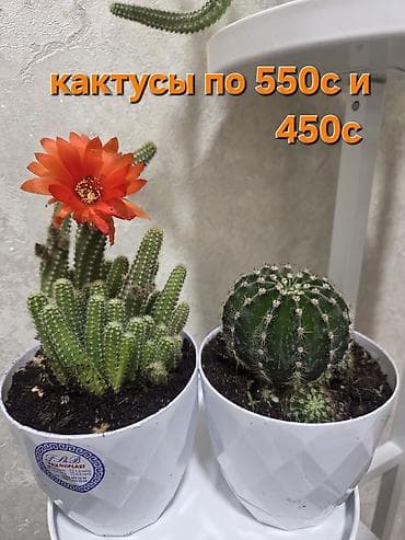 Кактустар: Композиция из кактусов в декоративном керамическом кашпо-ламe. Что — 8