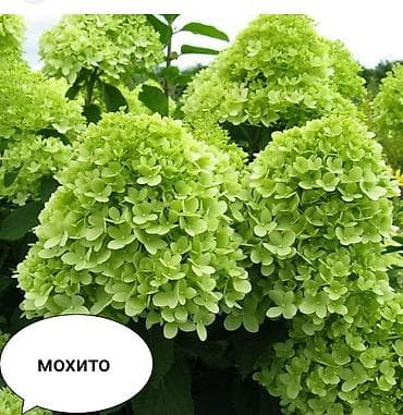 уй емеректер: Метельчатая гортензия для сада - Крупные конусовидные соцветия 20–35 — 7