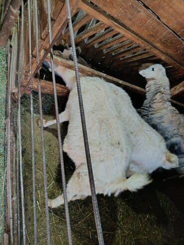 бордер коли собака: Продаю | Коза (самка) — 3