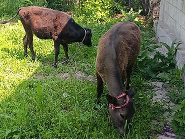 улака ат: Продаю | Тёлка, Музоо, торпок | Алатауская | Для разведения — 2