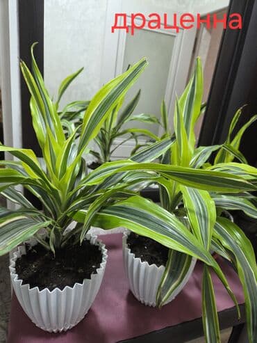 садовые украшения: Комнатные растения в кашпо 1) Фаленопсис (орхидея) — белые крупные — 26