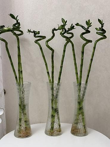 розы в колбе: Продаётся декоративный бамбук высотой 70 см в вазе. В комплекте 3 — 3