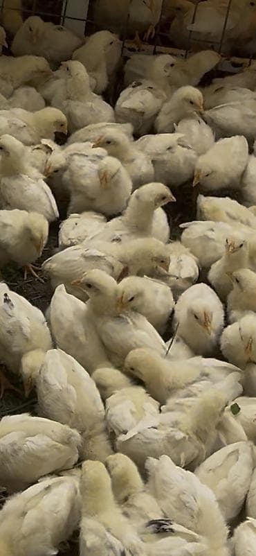 кошки в бишкеке: Продаю Цыплята 🐥 Хай-лайн Соня Грей 
Адрес Город Бишкек — 2
