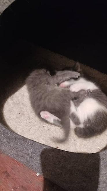 Кошки: Кошка даром: Беспородная, 1 месяц, Девочка, Приучена к лотку — 5