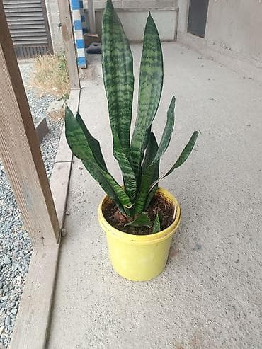 Сансевиерия (Sansevieria, «щучий хвост», «тещин язык») в горшке. -