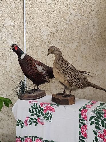 килем бишкек: Таксидермические чучела фазанов (пара) — 3