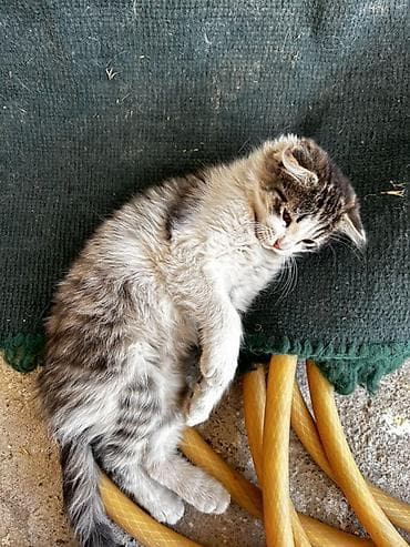 манчкин коты: ЗА КОРМ ОТДАМ!! Котята, домашние 2 короткошерстных 1 длинношерстный — 3