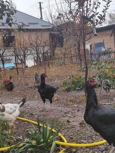 в связи с переездом отдам попугая жако в добрые руки: Продаю | Куры | Бойцовая | Для разведения — 4