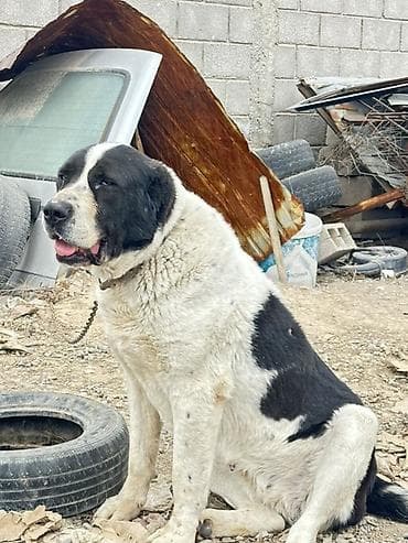 Алабай 9 месяц девачка крупный at lalafo.kg Алабай 9 месяц девачка крупный