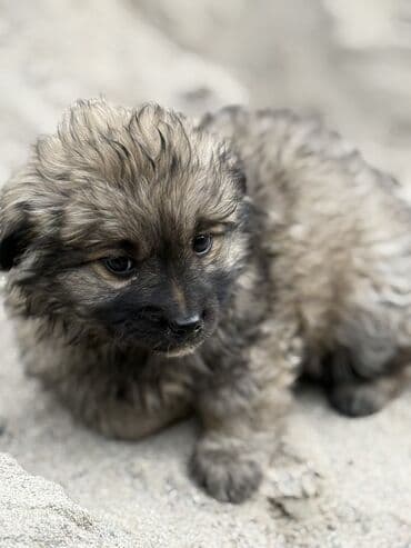 черный питбуль: Дворняжка, 1 месяц, Самец, С прививкой — 3