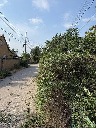 Аймактарды жыйнап тазалоо: Живая изгородь/саженцы кустарников и хвойников для озеленения участка — 10