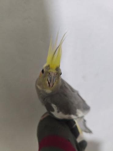 сеамская кошка: Корелла (нимфа) с клеткой и аксессуарами - Порода: корелла (нимфа) — 4