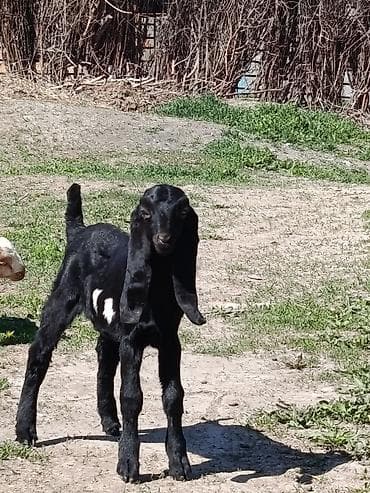 сыр козий: Продаю | Козёл (самец), Козлёнок | Битал | Для разведения, Для молока | Племенные — 2