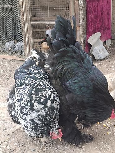 бетховен собака: Продаю | Куры | Брама | Для разведения — 3