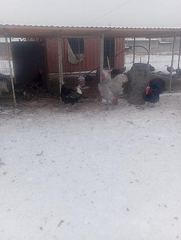 бройлер тушки: Продаю | Индюк (самец) | Бройлерная | На забой | Племенные — 7