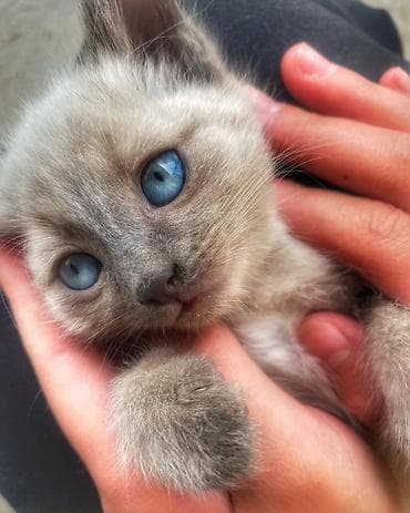 Продаю чистокровных сиамских котят, 2 месяца! 🐱 В наличии: 1 девочка и