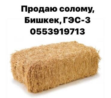 Продаю солому, хранится под крышей только от 50 штук саман, тюки at lalafo.kg Продаю солому, хранится под крышей только от 50 штук саман, тюки