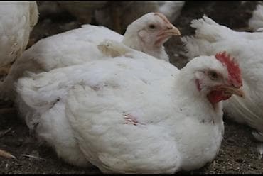 петухи: Продаю | Цыплята | Бройлерная | На забой — 1