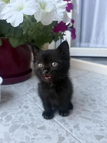 кошка крысолов: Маленький но уже смышленый мальчишка ищет самые заботливые ручки. У — 1