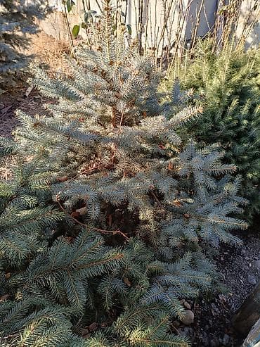 Ель голубая (Picea pungens, «голубая ель») для озеленения участка