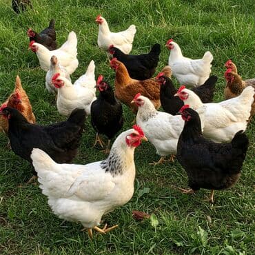 Сатам | Тооктор | Көбөйтүү үчүн