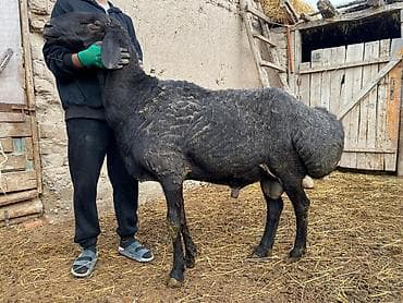 продажа кормов для сельскохозяйственных животных: Продаю | Баран (самец) | Для разведения | Племенные — 2