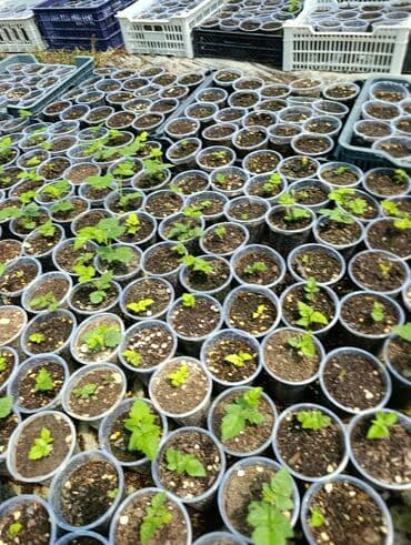 Саженцы различных растений в пластиковых стаканчиках с землей