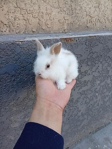 собака такса щенок: Карликовые декоративные кролики (пуховые «львиноголовые» типаж). - — 2