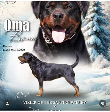 Продажа собак: Щенки ротвейлера от титулованных родителей - Порода: ротвейлер — 6