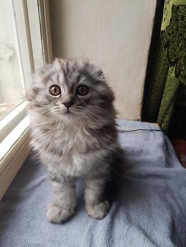 кошки жалал абад: Скотиш Фолд (Шотландиялык шалпаң кулак), 2 айлык, Эркек, Боз, Лотокко барууга үйрөтүлгөн, Курттардан тазаланган — 3