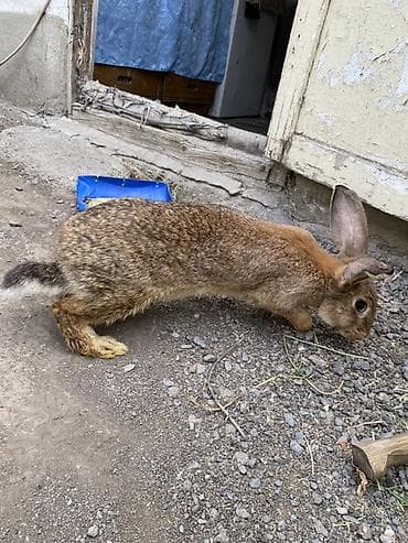 ph down: Продаю | Крольчиха (самка) | Для разведения — 1