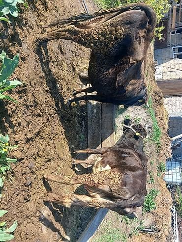 коровы тёлки: Продаю | Музоо, торпок | Швицкая | Для молока | Привязанные — 7