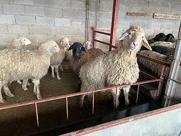 Үй жаныбарлары үчүн товарлар: Сатам | Ургаачы кой (ургаачы) | Көбөйтүү үчүн | Асыл тукумдуу — 5