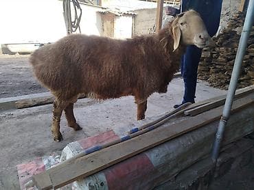 куплю собаку алабай: Продаю | Овца (самка) | Для разведения | Матка — 2