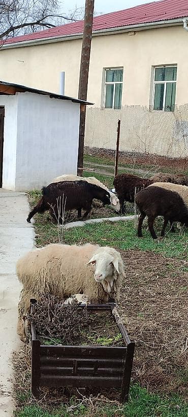 парода бука: Продаю | Овца (самка) | Полукровка | Для разведения | Матка — 3